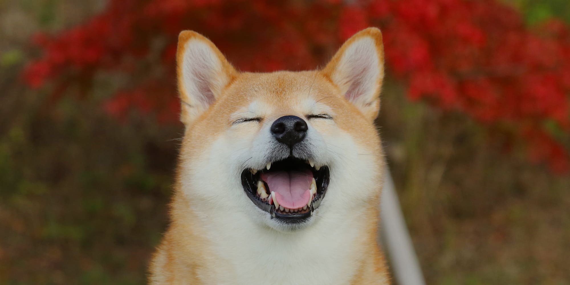 毎日ワクワクちむどんどん 動物と触れ合えるグループホーム