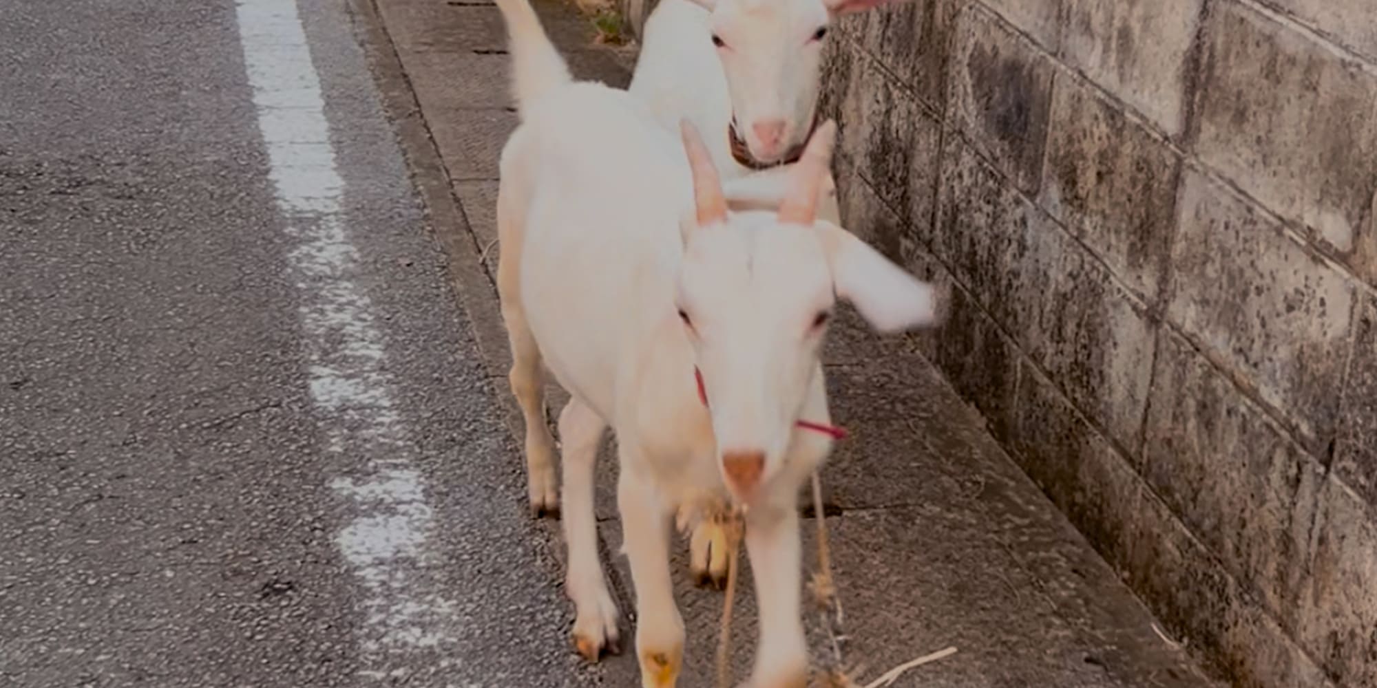 毎日ワクワクちむどんどん 動物と触れ合えるグループホーム